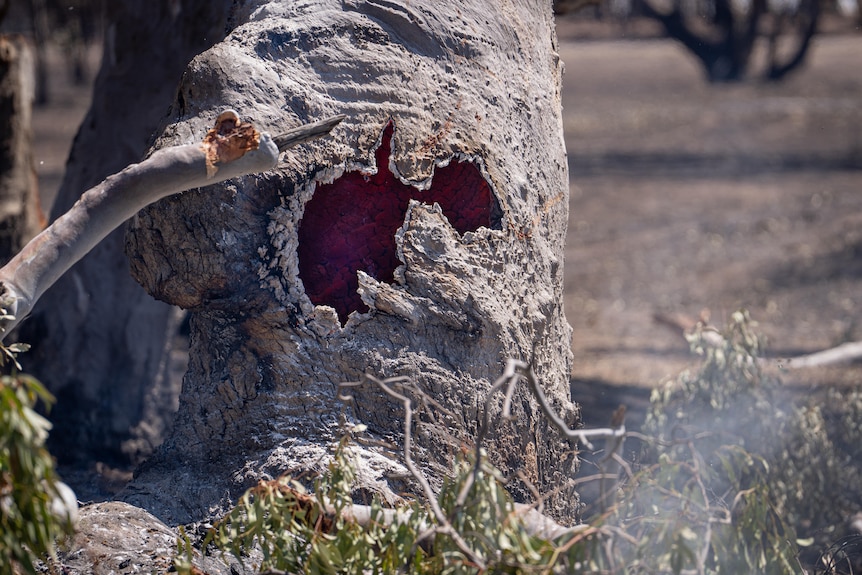 A stump of a tree with a glow of red inside and smoke in the foreground.