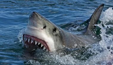 Shark sightings WA: State wide shark alert issued following technical issues impacting vital service