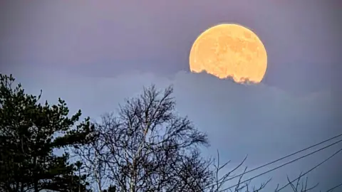 BBC Weather Watchers/MuddyPaws A yellow moon is partially obscured by a purple cloud, with dark tree branches in the foreground
