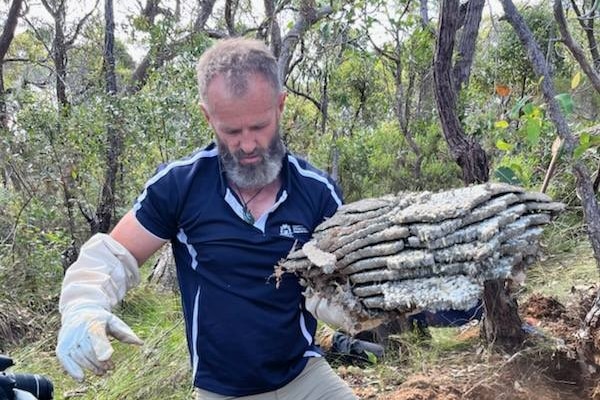 A man carries a piece of wasp nest