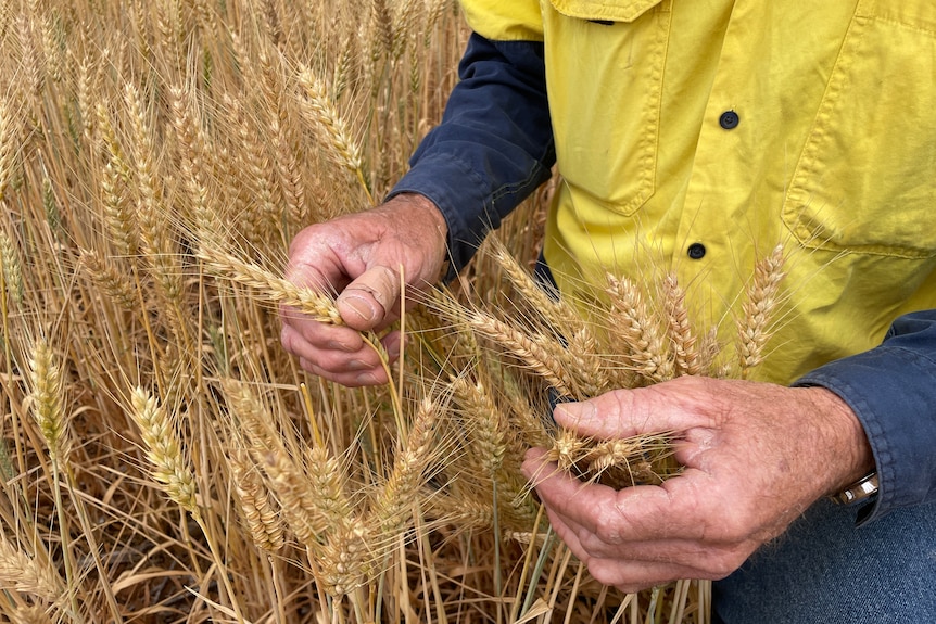 Two hands pull gently on wheat in a paddock.