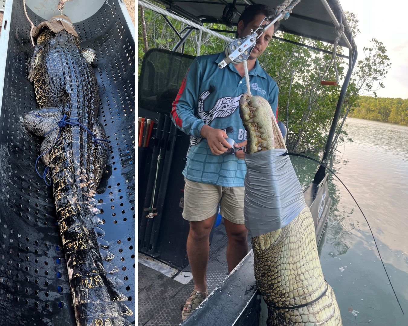A collage shows rangers capturing crocodiles with ropes.