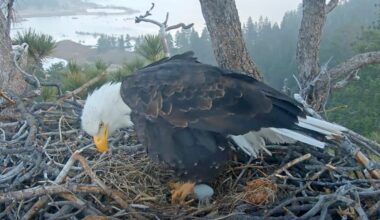 Viral bald eagles Jackie and Shadow welcome 1st eggs of 2026