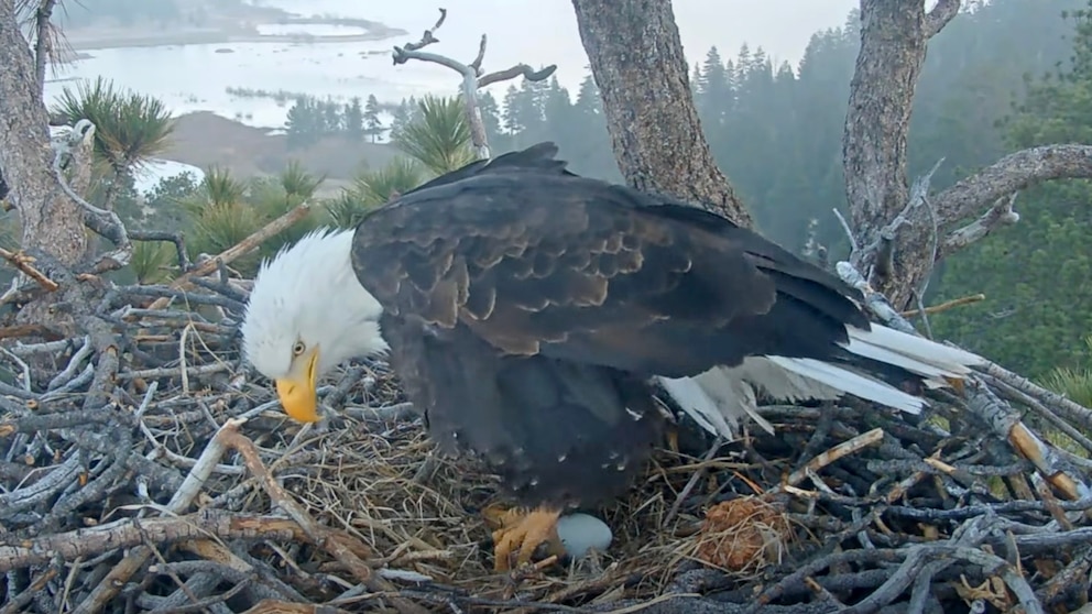 Viral bald eagles Jackie and Shadow welcome 1st eggs of 2026