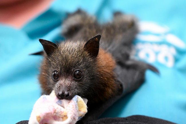 The Nipah virus’ natural host is the fruit bat, but is yet to officially be detected in Australia. 