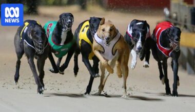 Cannington greyhound racing 'carnage' prompts phase out calls
