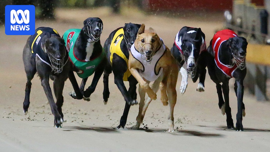 Cannington greyhound racing 'carnage' prompts phase out calls
