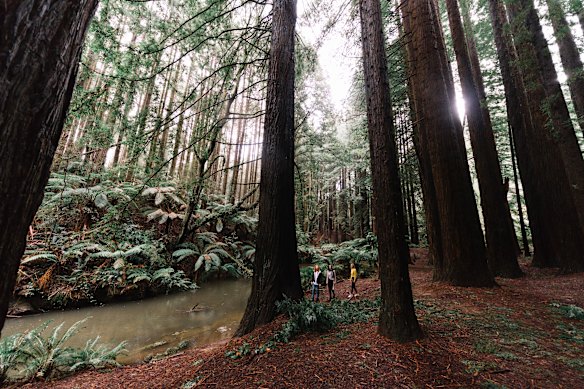 A shushed version of the Great Ocean Road … Californian redwoods in Great Otway National Park.