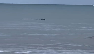 WATCH THE VIDEO: Large crocodile filmed off Four Mile Beach