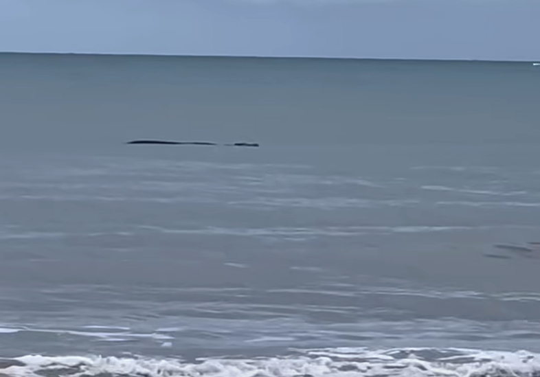 WATCH THE VIDEO: Large crocodile filmed off Four Mile Beach