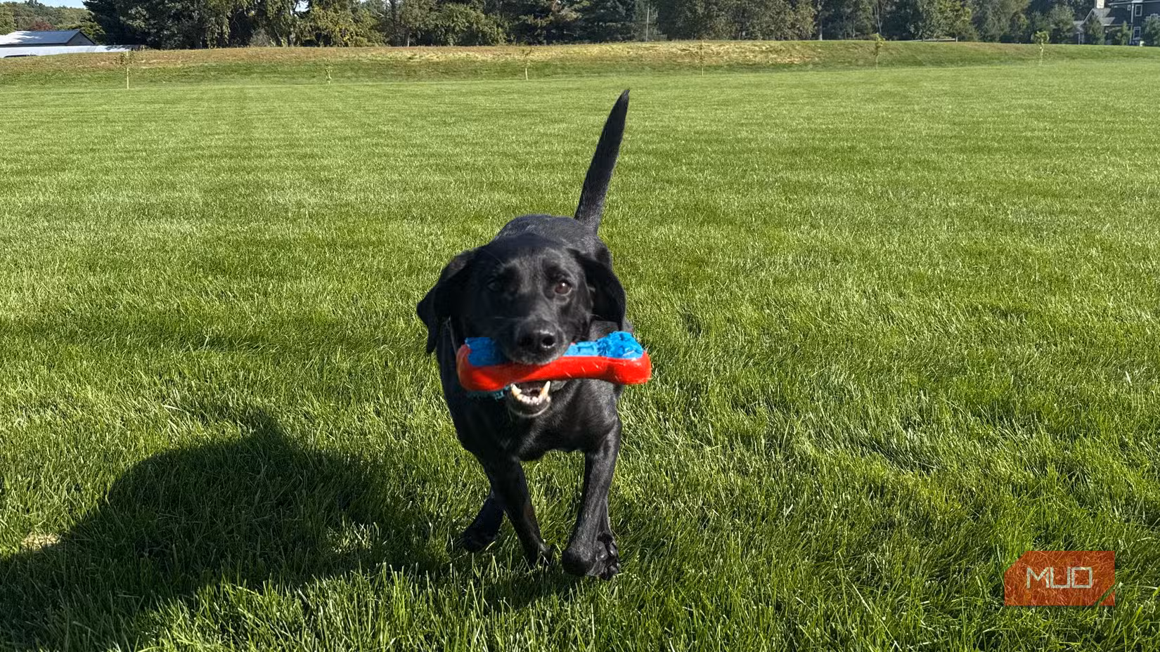 bella running with blue and red dog toy