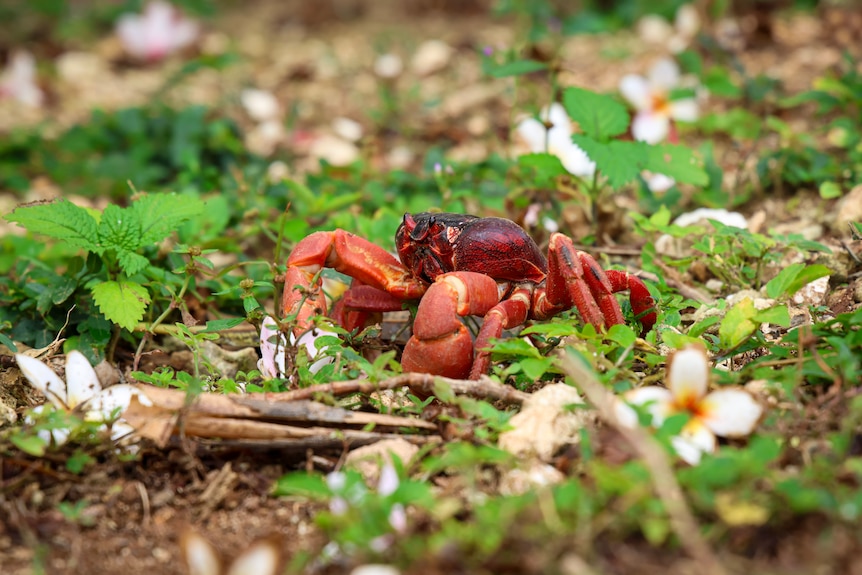 A fully grown red crab on a bed of green leaves and pale flowers.