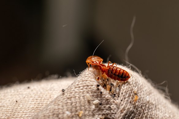 Here comes trouble: Bedbugs can survive bug spray and washing machines.