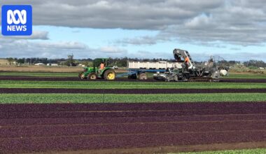 Workers rehired as new managers take over failed Dicky Bill salad farms