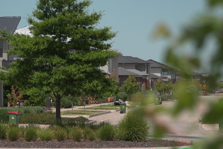A large tree and other small trees growing in a suburban street. 