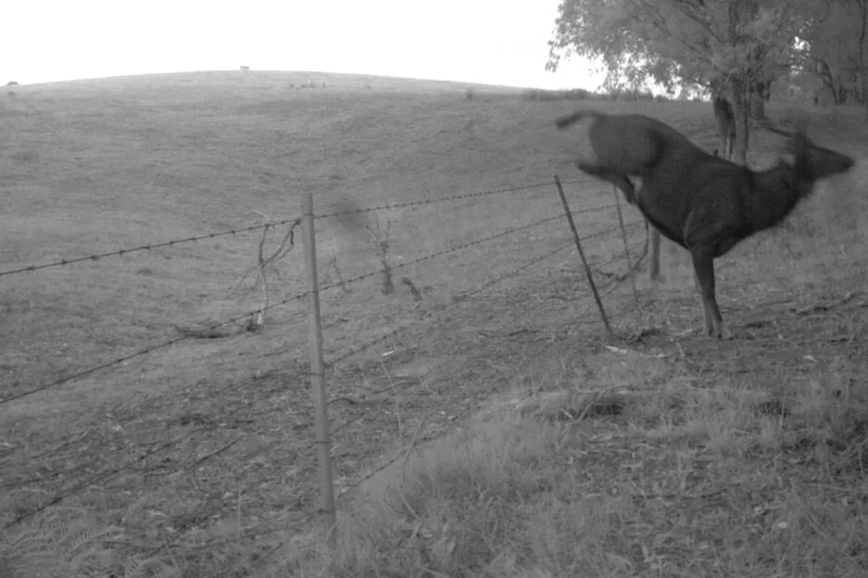 A deer hoping a fence on a regional property in Victoria. 