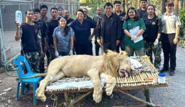 Bangkok Post - Vets treat two white lions rescued near border