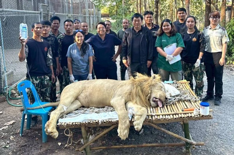A veterinarian team from the Department of National Parks, Wildlife and Plant Conservation (DNP) is seen with one of two confiscated white lions suffering from severe digestive illness at Khao Son Wildlife Breeding Station in Ratchaburi. Both lions recovered well from anaesthesia with no complications, according to the team. (Photo: DNP)