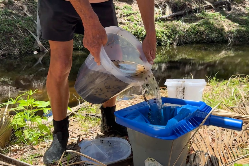 A man wearing boots pours water and tadpoles into a pool net