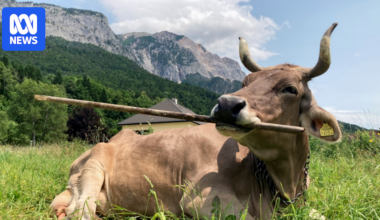 Scientific study documents Austrian cow using a tool