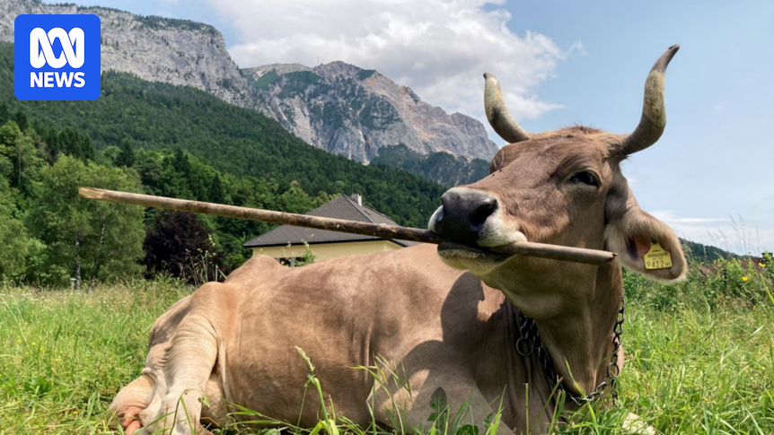 Scientific study documents Austrian cow using a tool
