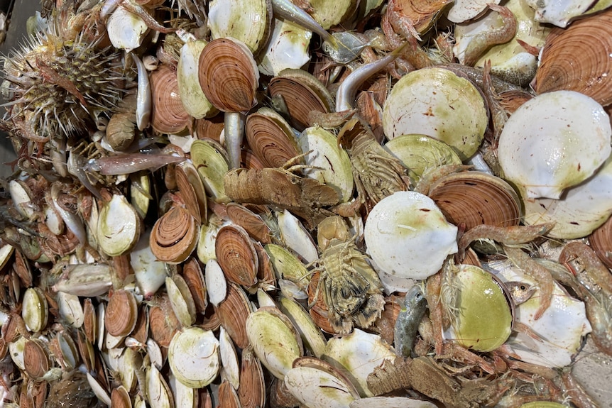 A tray on the back of a fishing boat with scallops, bugs, prawns, sea urchin and small fish.