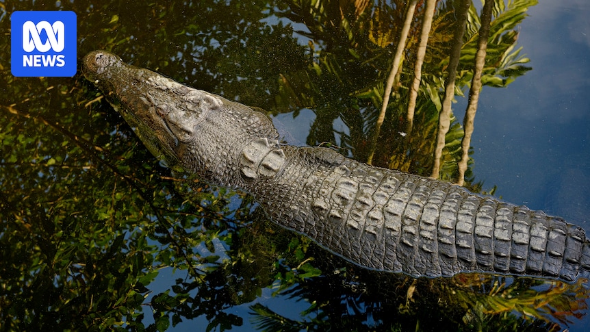 NT rangers capture croc a day in first week of new year, after more than 240 caught in 2025
