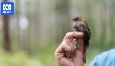 Rufous scrub-bird DNA project aims to safeguard ancient and elusive songbird
