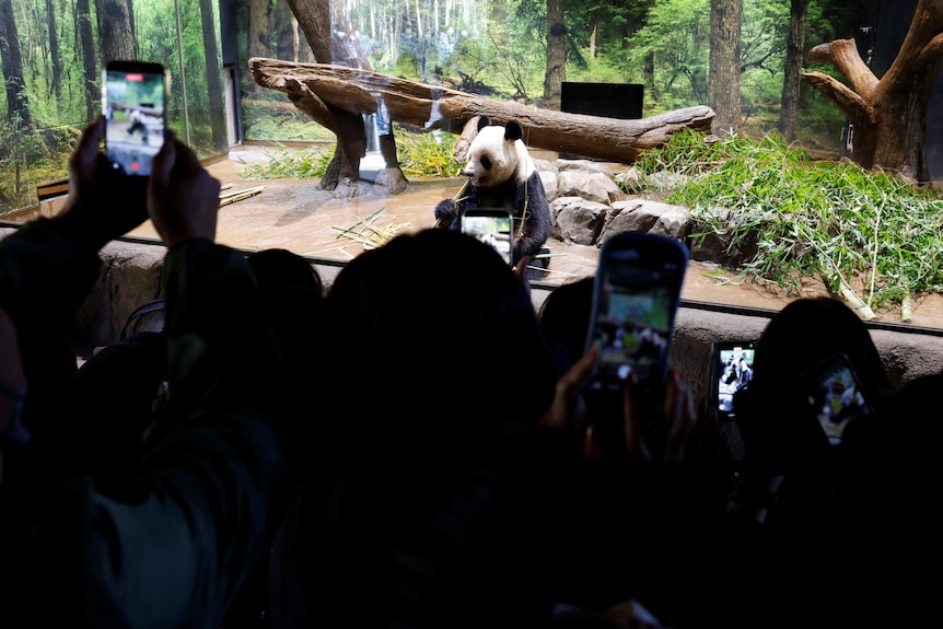 Visitors film and photograph a panda sitting on display at a zoo.