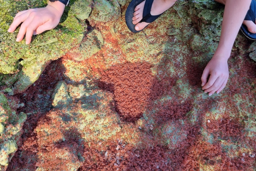 Hands and feet are visible as an islander kneels among a swarm of tiny, baby red crabs.