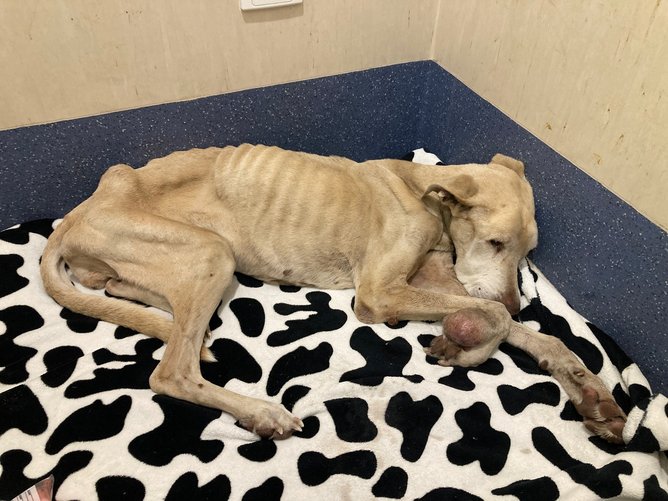 Mia was put down due to her condition. 