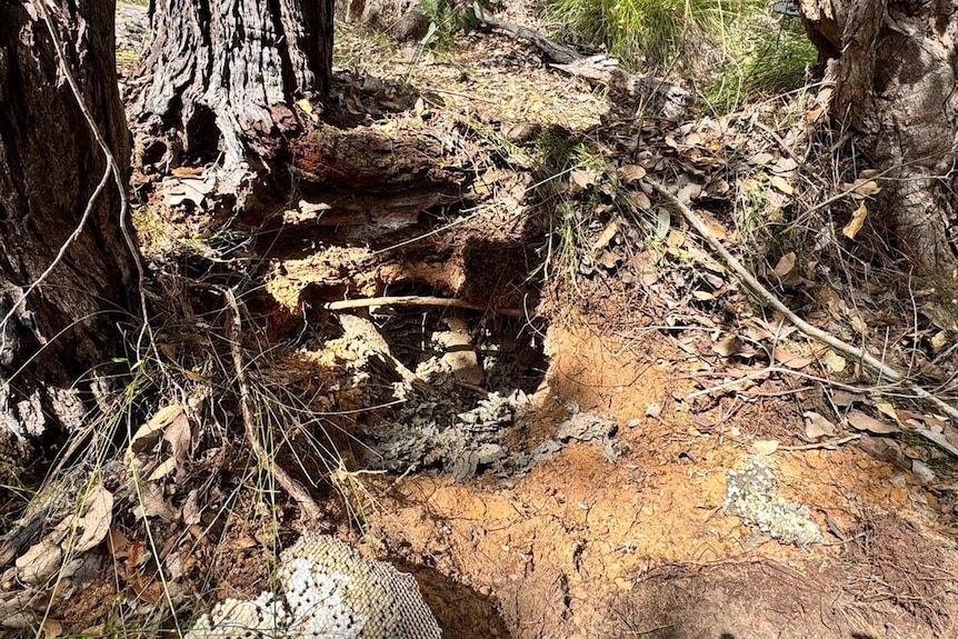 A large hole underneath a tree