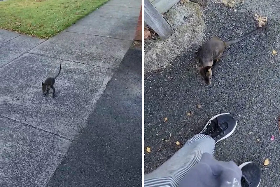 Left: The wallaby joey hopping down the street. Right: The joey at Tracy's feet.