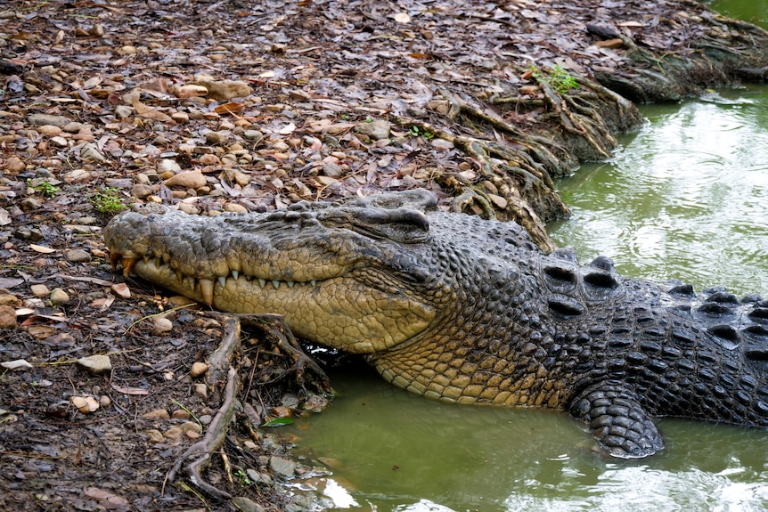 A saltwater croc resting its head on the bank of a pond