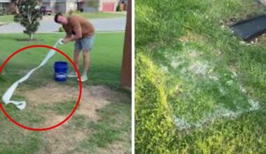 Lawn expert warns popular toilet paper hack could ruin your grass