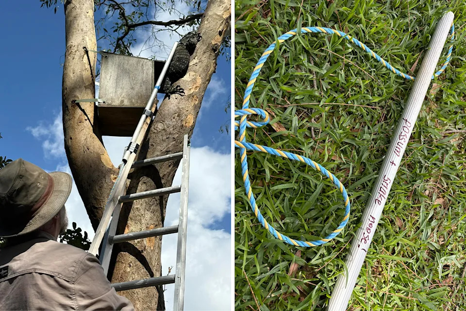 Left: Chris Williams looking up at the goanna. Right: Close up of his lasso.