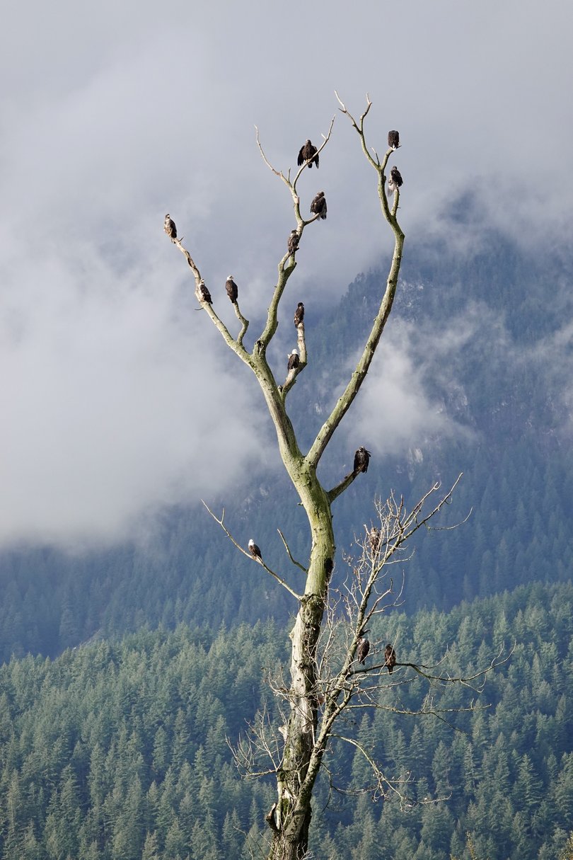 What's known as the bald eagle Airbnb on the bank of the Harrison River.