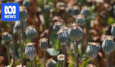 'Significant' theft of toxic poppies could cause death, Tasmanian authorities warn