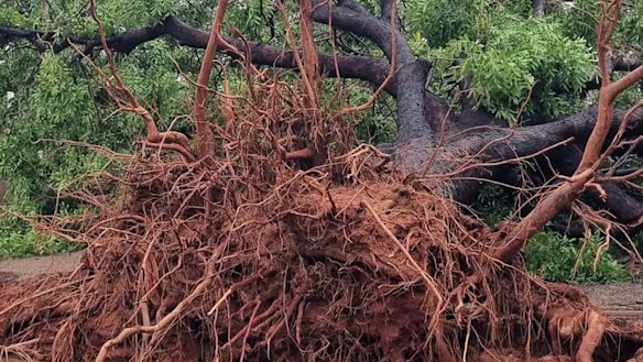 A tree uprooted in Derby.
