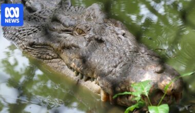 Queensland crocodile capture rates double as removal zones expand