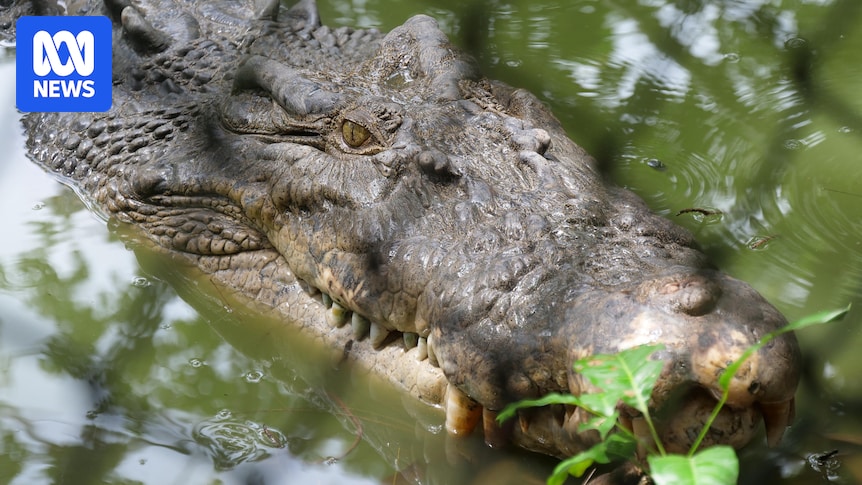 Queensland crocodile capture rates double as removal zones expand