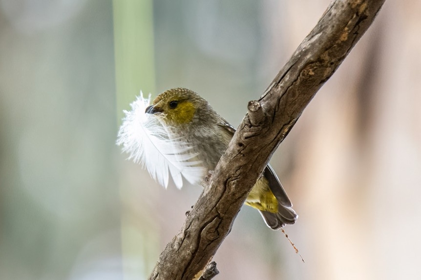 Forty-spotted pardalote holding a white feather in its beak.