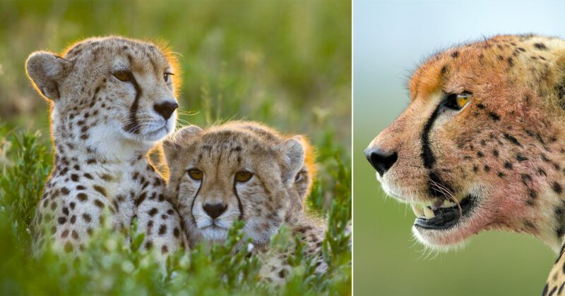 Two cheetahs rest closely together in tall grass on the left, while a close-up of a cheetah’s face with its mouth slightly open appears on the right, both set against blurred natural backgrounds.
