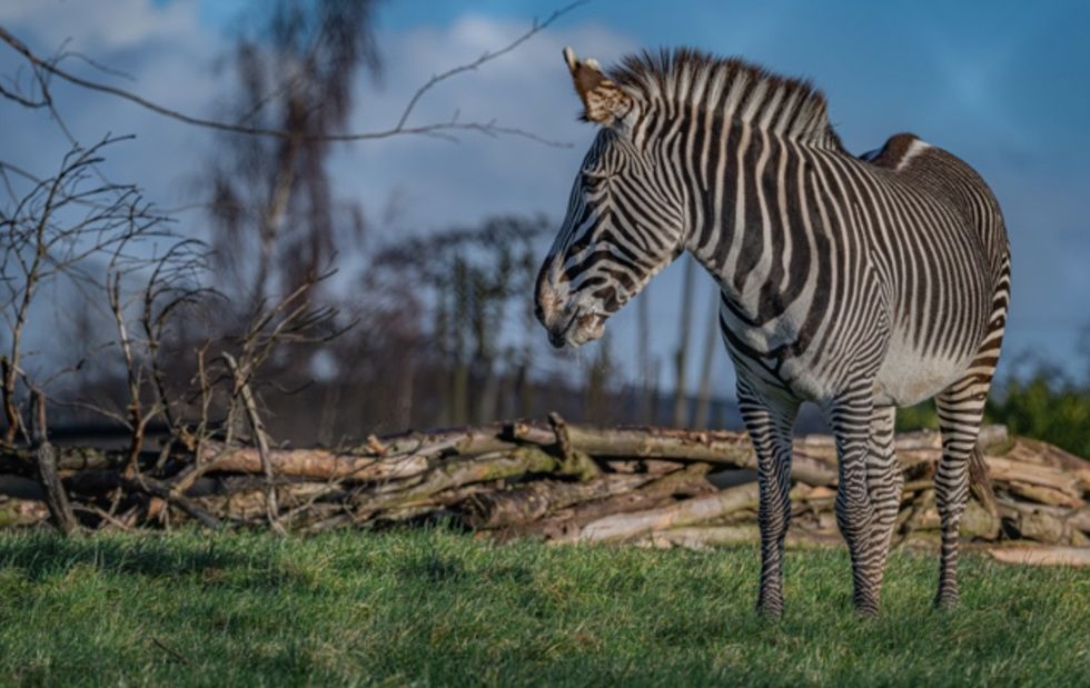 chester zoo heart of africa