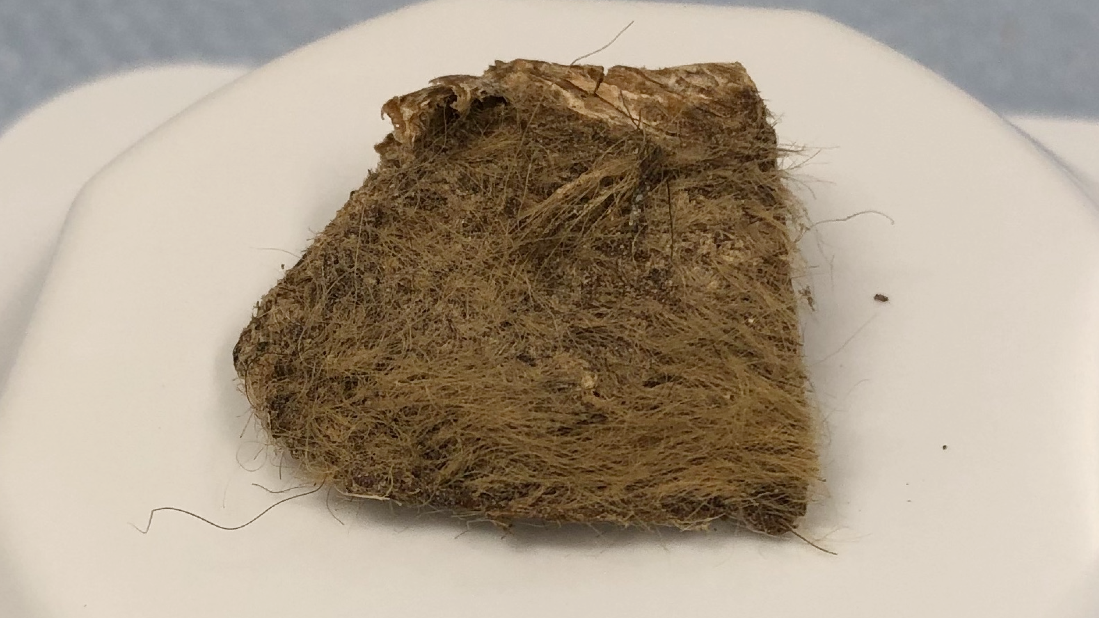 a chunk of hair-covered animal flesh sits on a white plastic pedestal