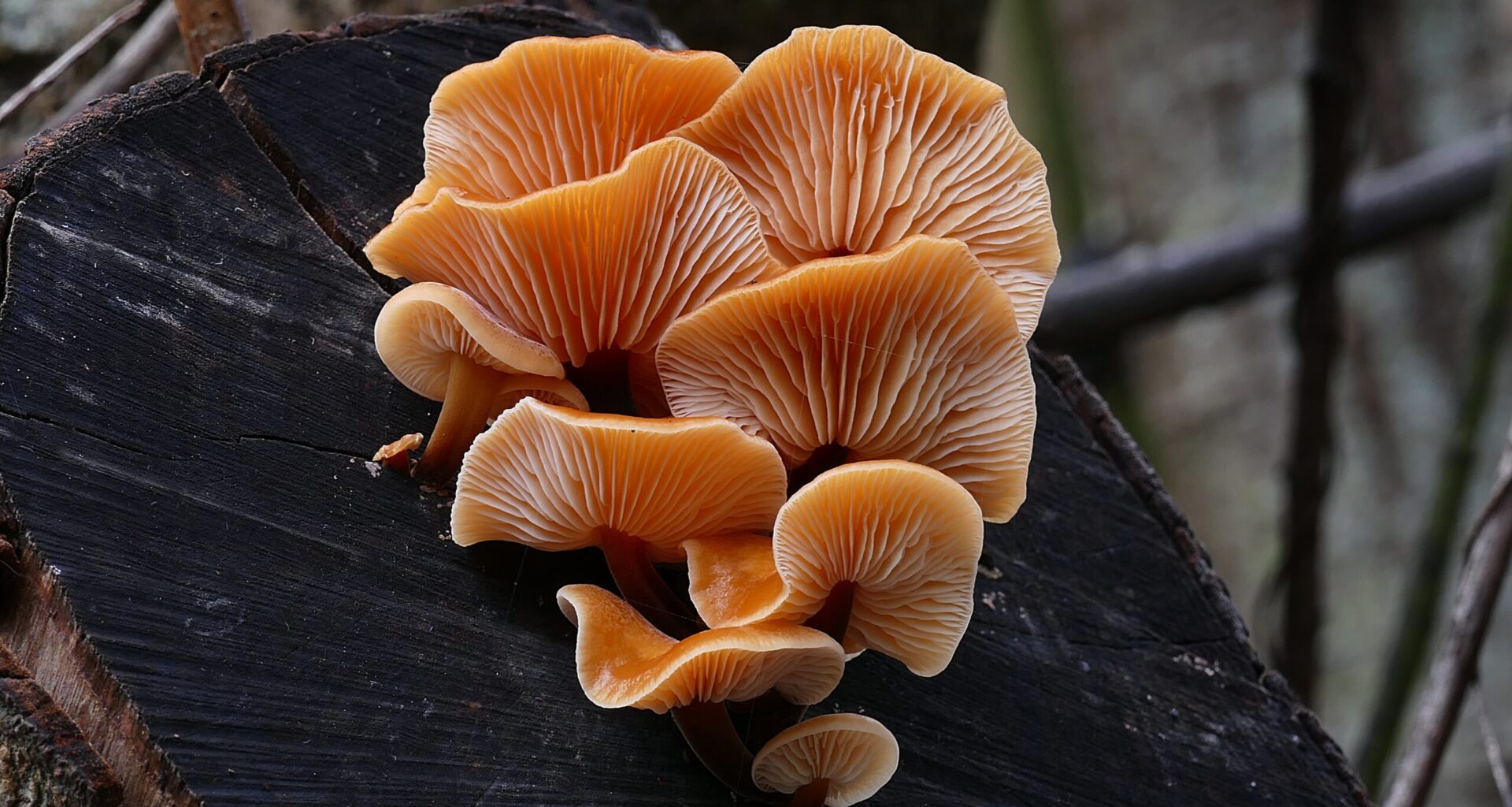 Fungi could reshape the next generation of smart materials – Sciworthy
