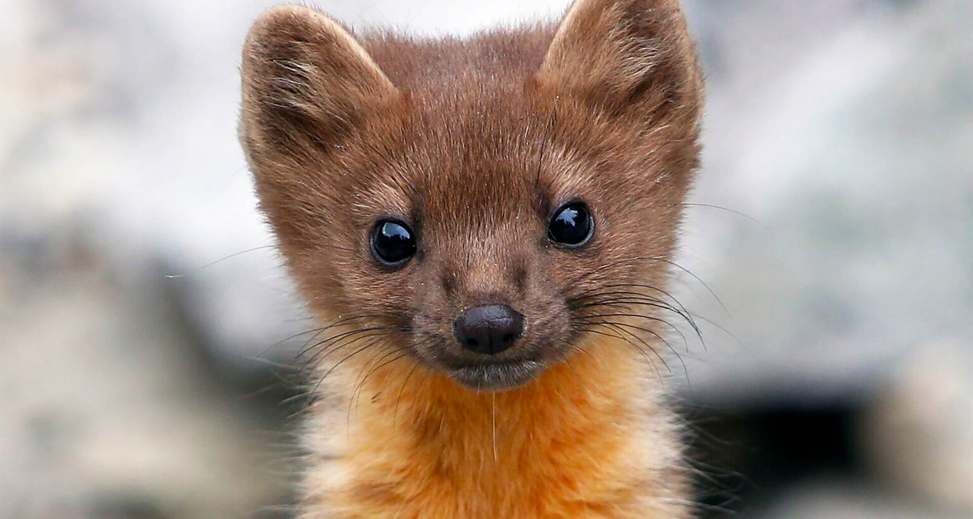 Average adult coastal humboldt martens range from 20-24 inches long, including their tails, which are often about ⅓ of their body length, and weigh only 1.5-3 lbs. Photo by Ben Wymer, A Woods Walk Photography