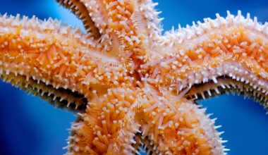 Starfish Control Hundreds of Feet Without a Brain. Here's How. : ScienceAlert