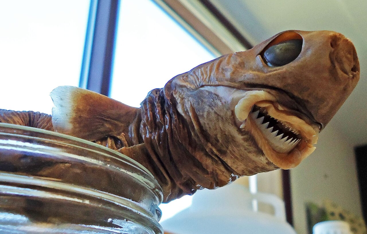 Cookie Cutter Shark Skinned Smithsonian