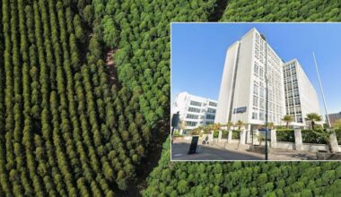 Three men plead guilty to tree planting pension fraud which made £70million